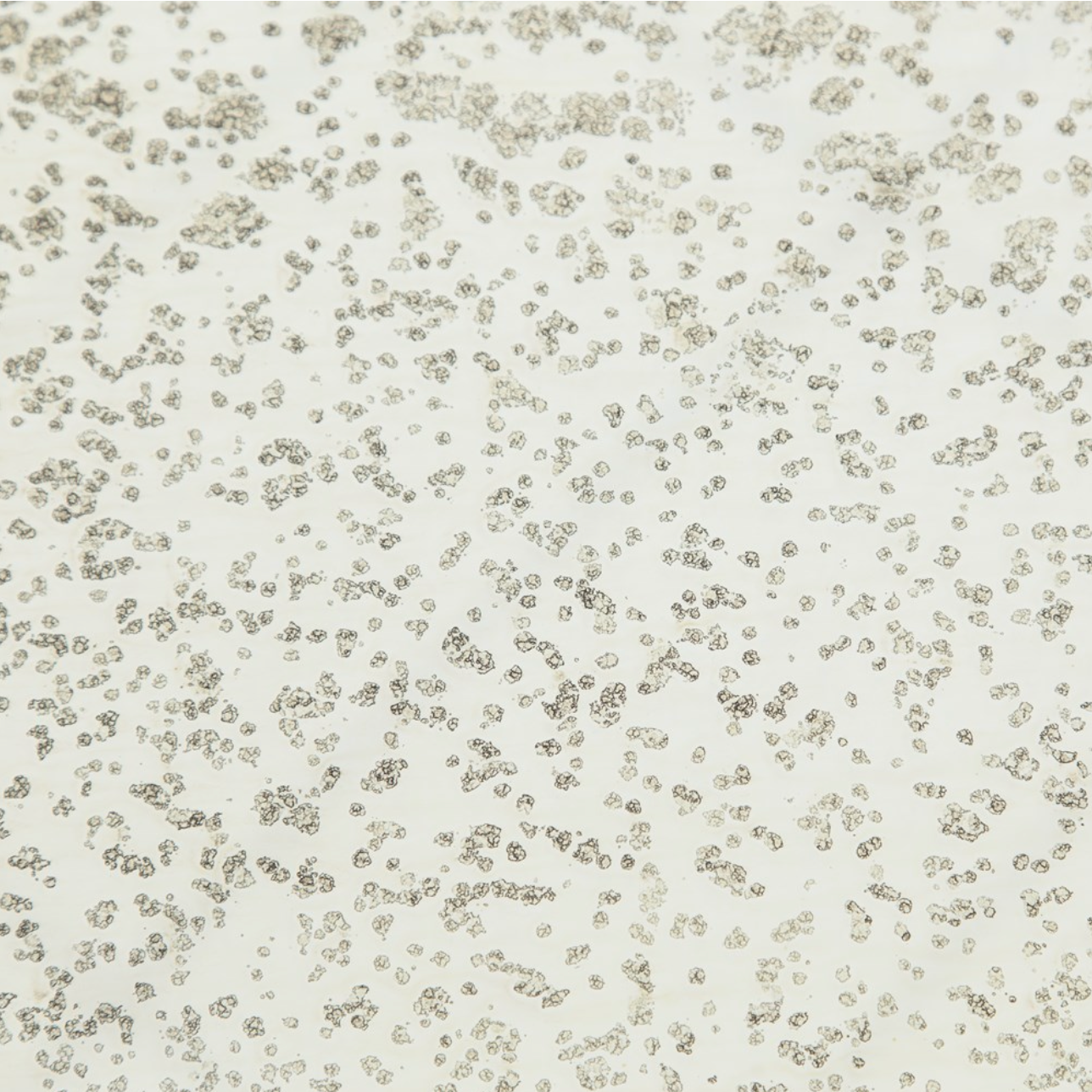 Marcelo 16" Pedestal Table - Brushed Bronze