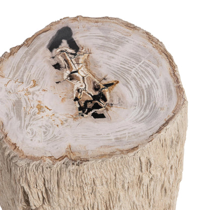 Mossi 18" Petrified Wood End Table - Coastal Birch (Copy)