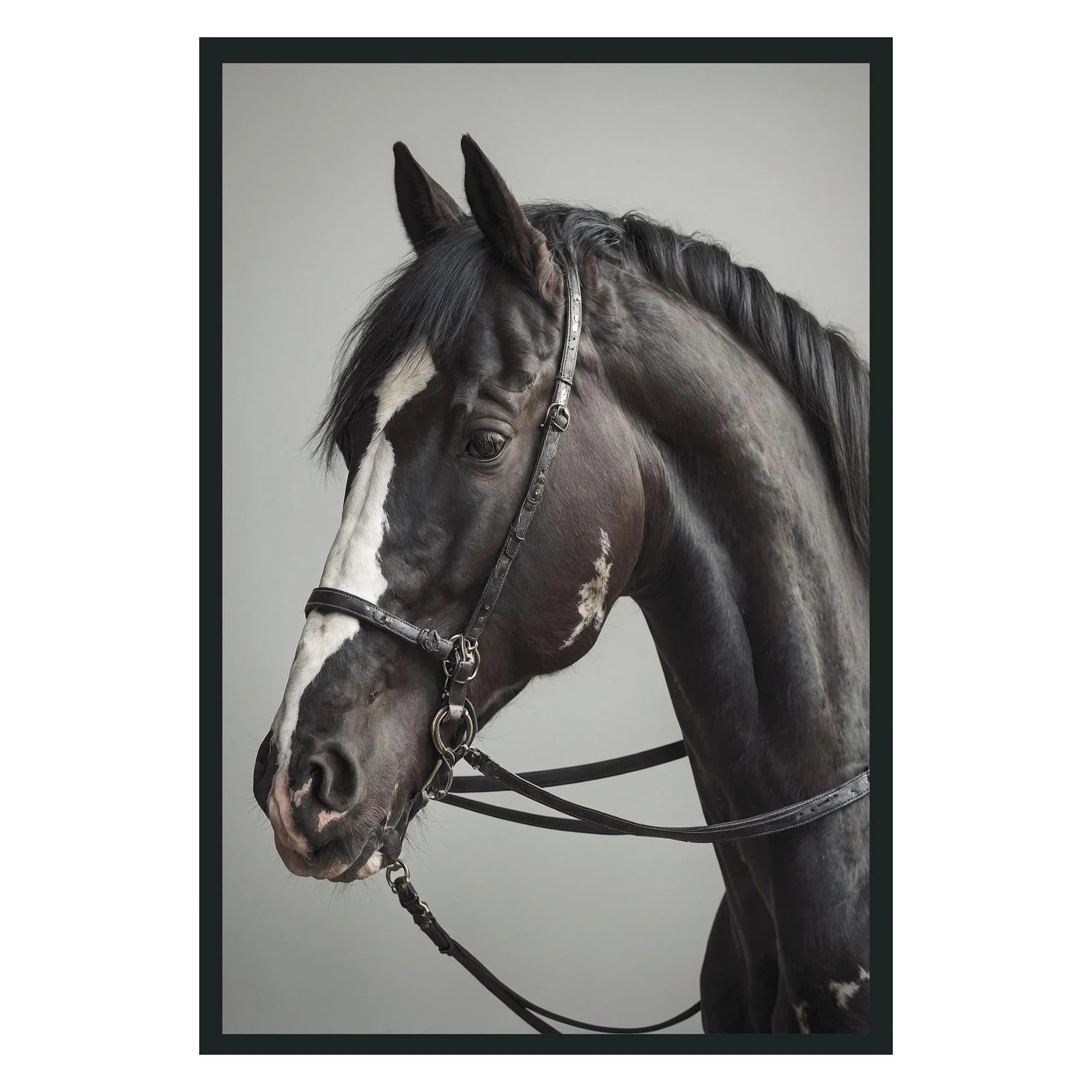 Horse Photography 48x72